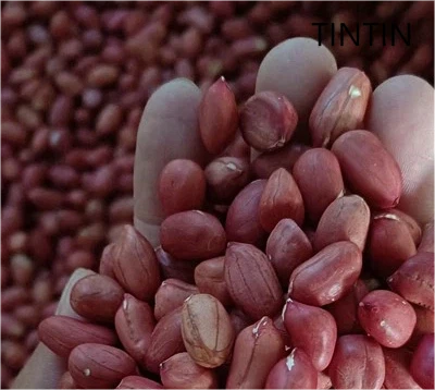 مغز بادام زمینی با کیفیت فوق العاده، خوشمزه و 100% طبیعی پوست قرمز